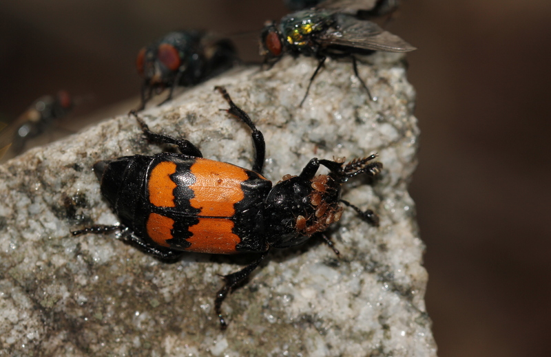 Nicrophorus sp.